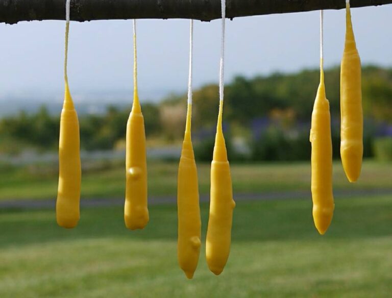 1/28『みつろうろうそく作り』